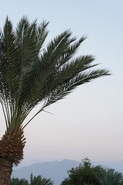 Vista a las montañas de Jordania — Foto de Stock