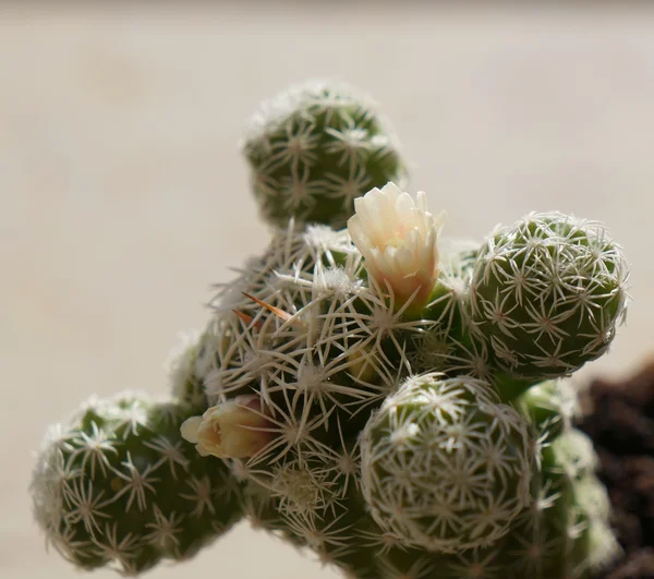 Kaktusz-fehér virággal — Stock Fotó