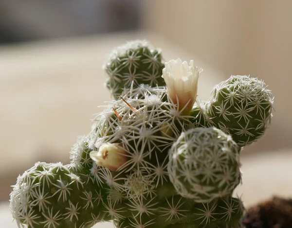 Kaktus med vita blommor — Stockfoto