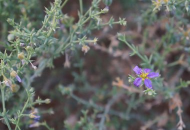 Fagonia Arabica çiçeği