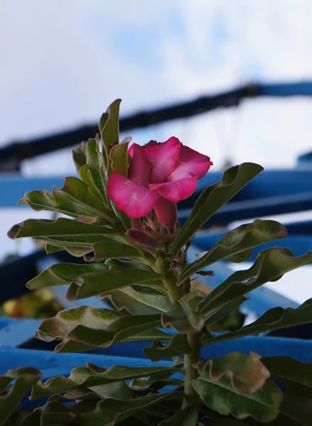 Fiore di adenio obesum — Foto Stock