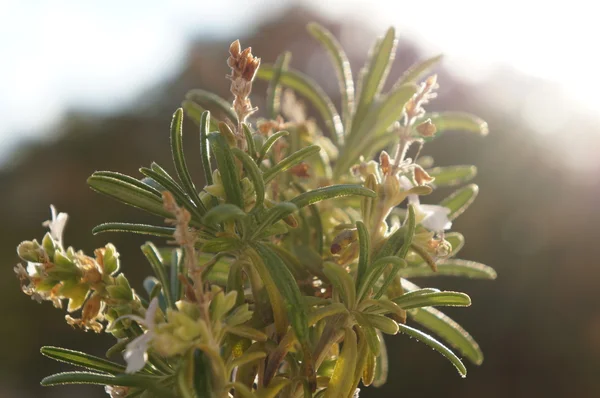 Biberiye çiçeği, seçici odak — Stok fotoğraf