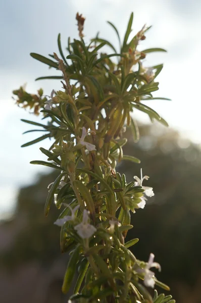 Flor de alecrim, foco seletivo — Fotografia de Stock