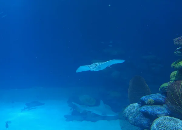 Manta ray plavání — Stock fotografie