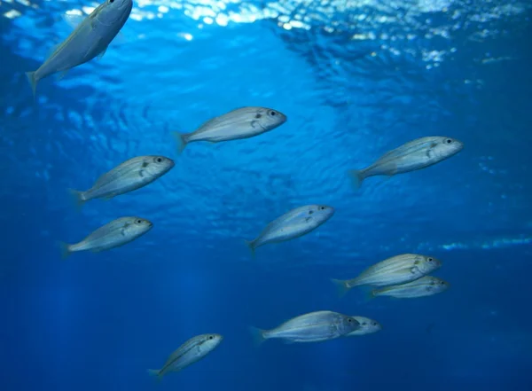 Küçük balıklar yüzme