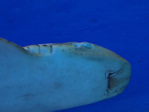 Face of the big shark — Stock Photo, Image