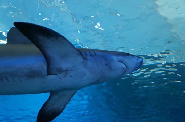Žraloci v nádrži — Stock fotografie