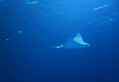 Manta Işını