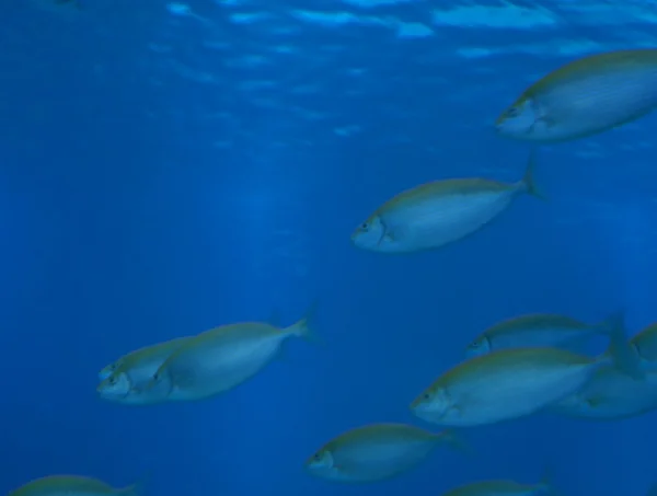 Peixes pequenos — Fotografia de Stock