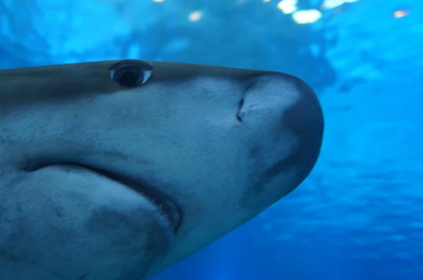 Face of the big shark — Stock Photo, Image