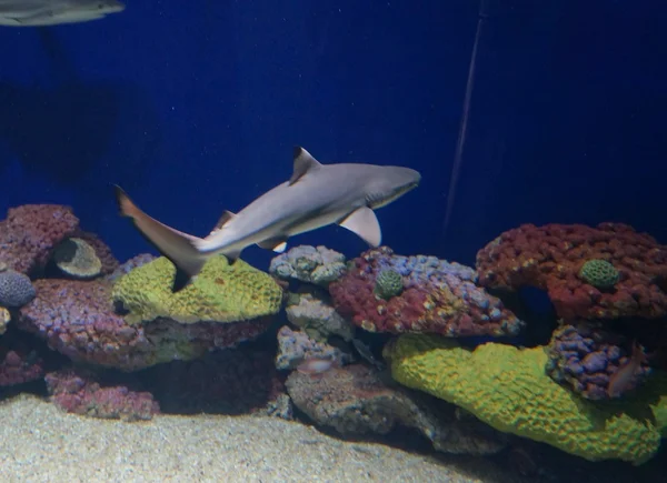 Bebek köpekbalığı Havuzu
