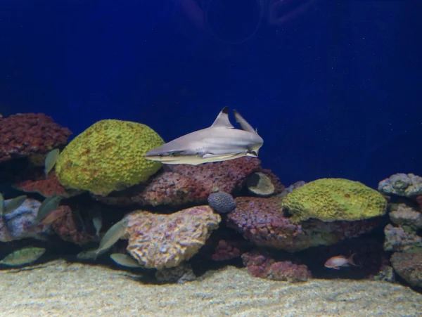 Baby sharks in the pool — Stock Photo, Image