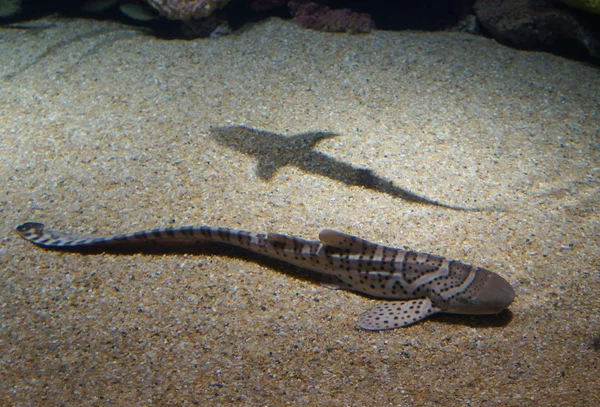 Bebé tiburones en la piscina — Foto de Stock