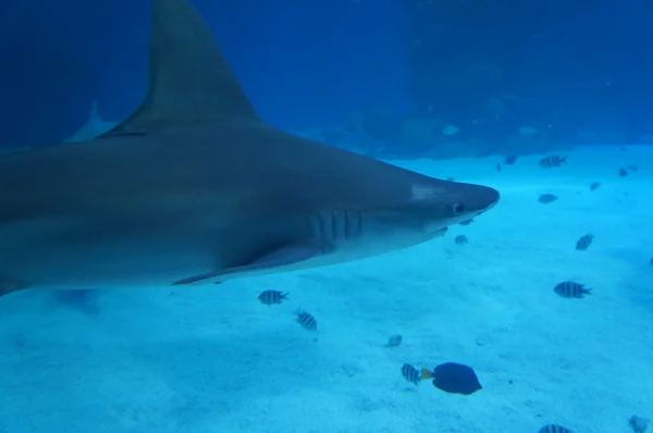 Shark in the tank — Stock Photo, Image