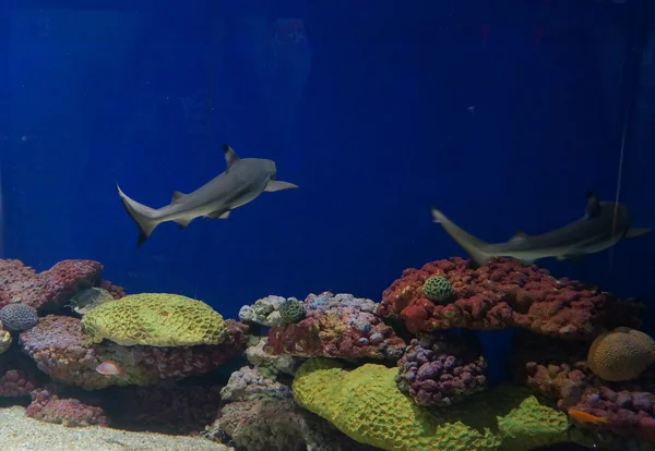 Tubarões bebés na piscina — Fotografia de Stock