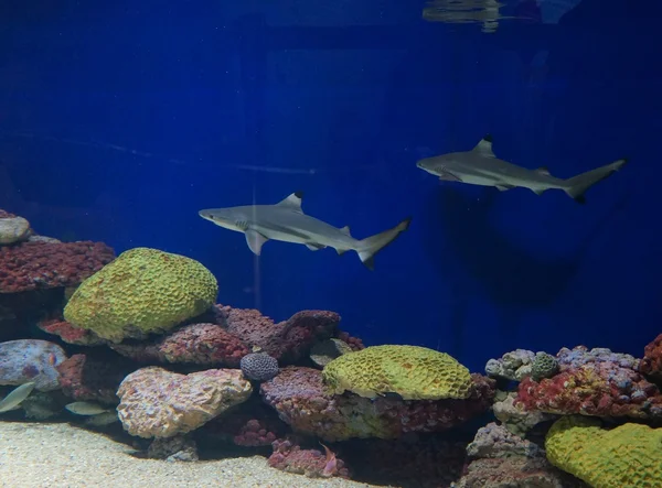 Bebek köpekbalığı Havuzu