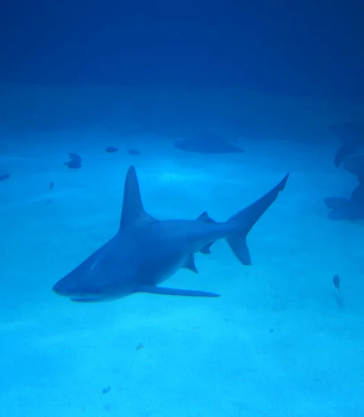 Shark in the tank — Stock Photo, Image