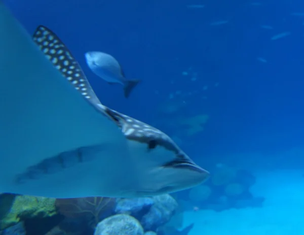 Manta Ray — Stock Photo, Image