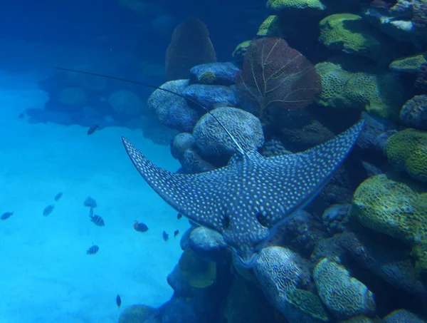 Manta Ray — Stock Photo, Image