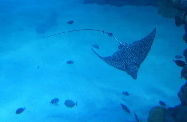 Manta Ray. — Foto de Stock