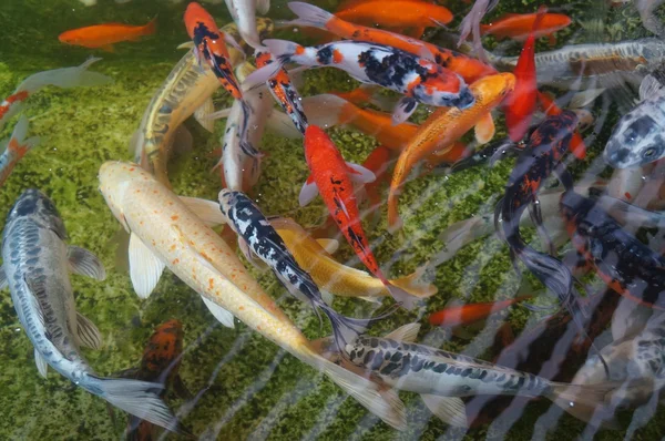 Koi-Fische — Stockfoto