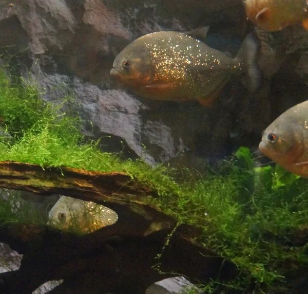 Piranhas im Aquarium — Stockfoto