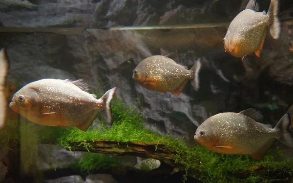 Piranhas in het aquarium — Stockfoto