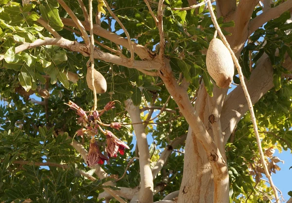 Kigelia Africana çiçeği