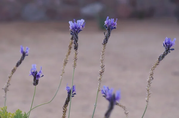 Flor de lavanda — Fotografia de Stock