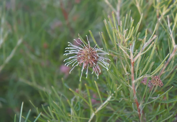 Grevillea brachystachya bloom — Stock Photo, Image