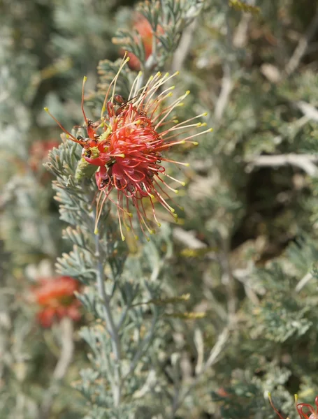 Grevillea brachystachya bloei — Stockfoto