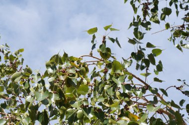 dalları meyveleri ile