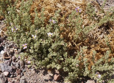 Fagonia Arabica çiçeği