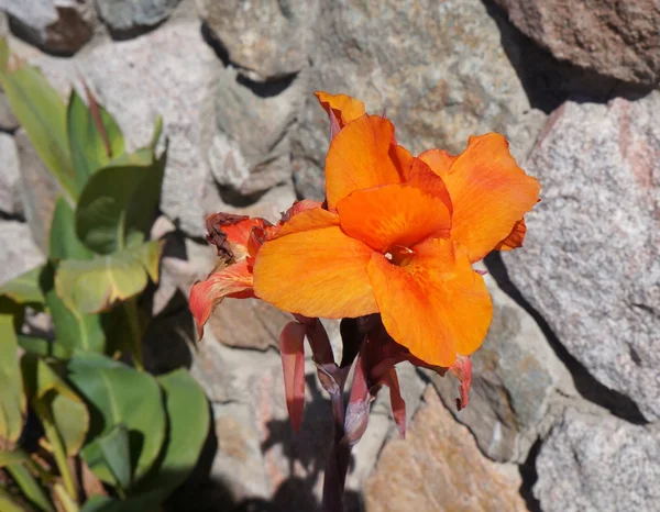 Canna lily bloum — стоковое фото