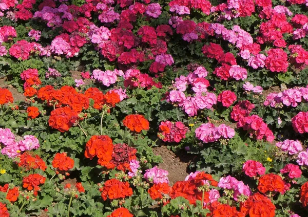 Red geranium in full blossom — Stock Photo, Image