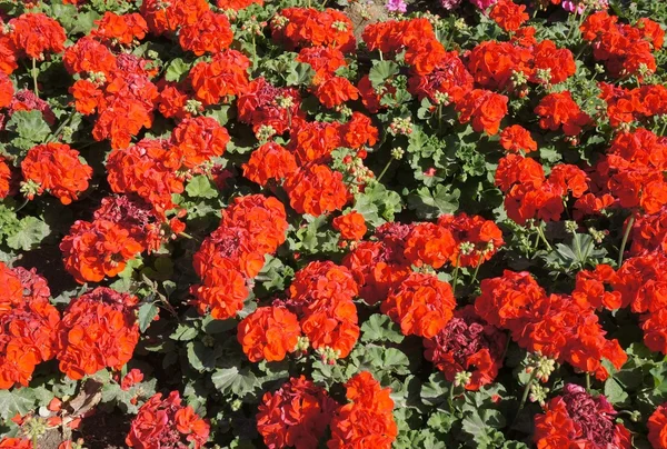 Geranio rojo en plena floración — Foto de Stock