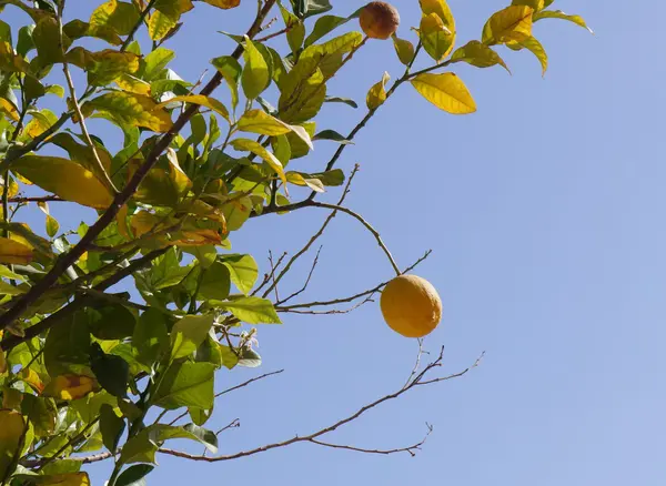 Limões amarelos na árvore — Fotografia de Stock