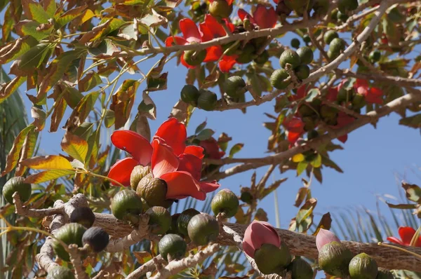 Indické bombax (Cotton tree) v květu — Stock fotografie