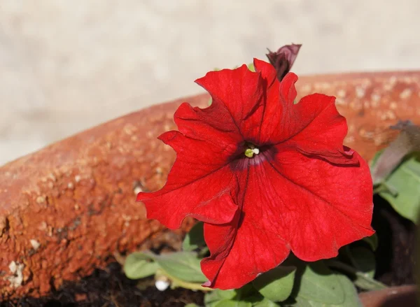 Цветок петунии — стоковое фото