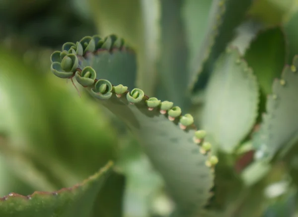 Växtstubbar blad — Stockfoto