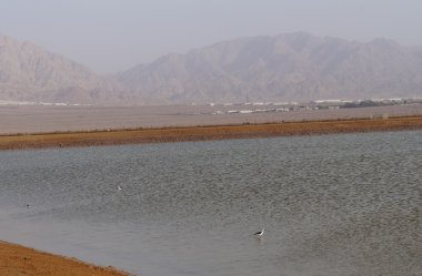 Kuşlar ile tuz gölleri