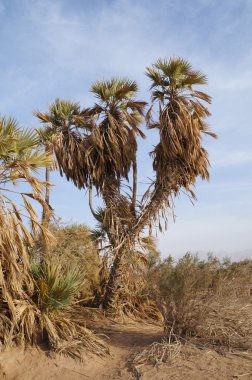 DOUM palmiye ağaçları