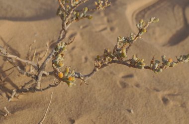 Zygophyllum albüm bitki