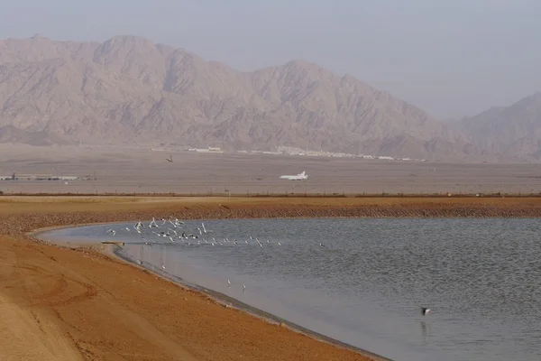 Lacs salés avec oiseaux — Photo