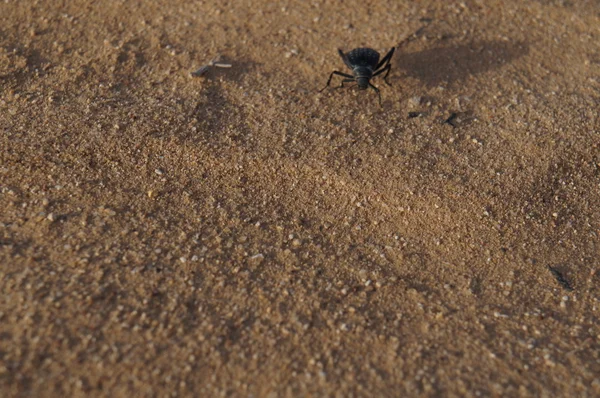 Besouro Prionotheca Coronata — Fotografia de Stock