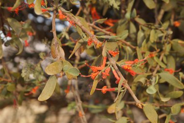 Loranthus acaciae, kırmızı çöl çiçek