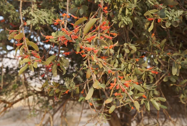 Loranthus acaciae, красные цветы пустыни — стоковое фото