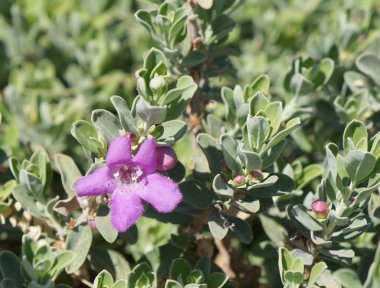 Eremophila nivea çiçeği