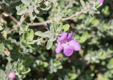 Eremophila nivea çiçeği