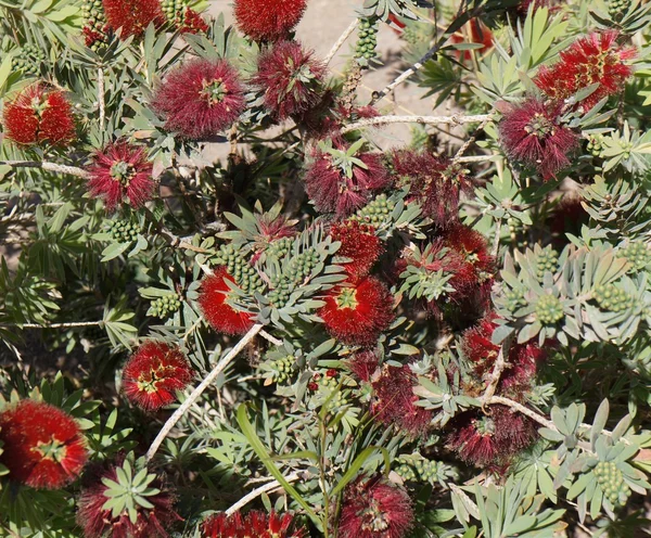 Flor de callistemon — Foto de Stock